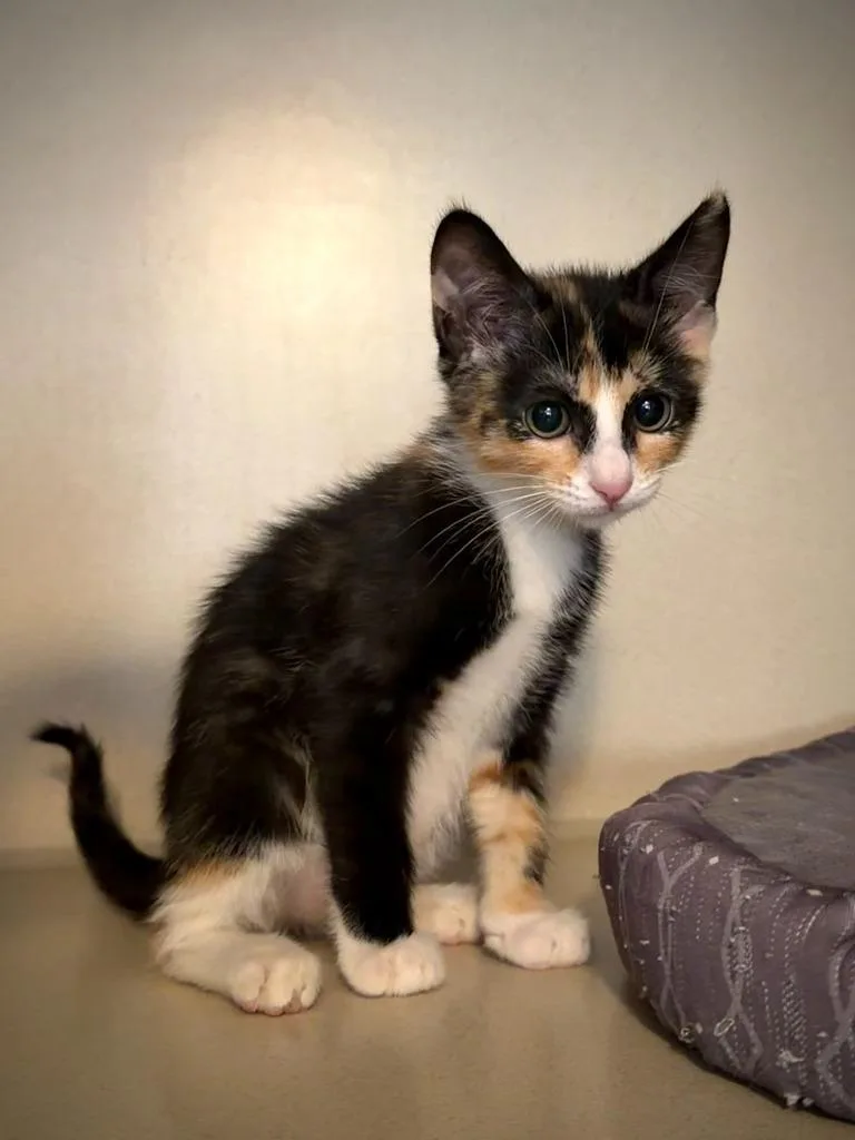 A baby small-sized female Domestic Short Hair cat named Elaine for adoption in Los Angeles, CA