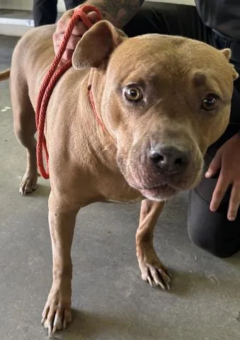 An adult large-sized male Mixed Breed dog named Razlo for adoption in Pensacola, FL