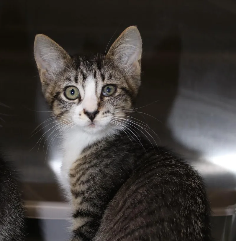 A baby medium-sized female Domestic Short Hair cat named Honda for adoption in Shoreline, WA