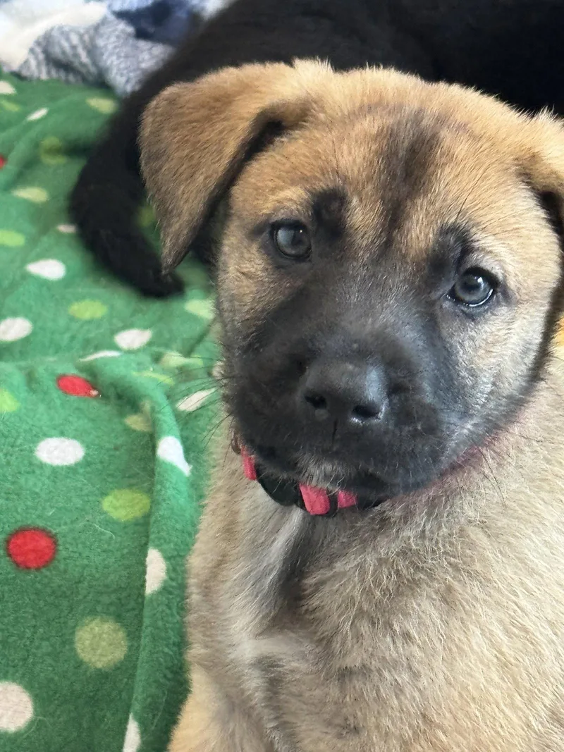 A baby large-sized female Labrador Retriever dog named Rosie's Puppy Blossom for adoption in San Diego, CA