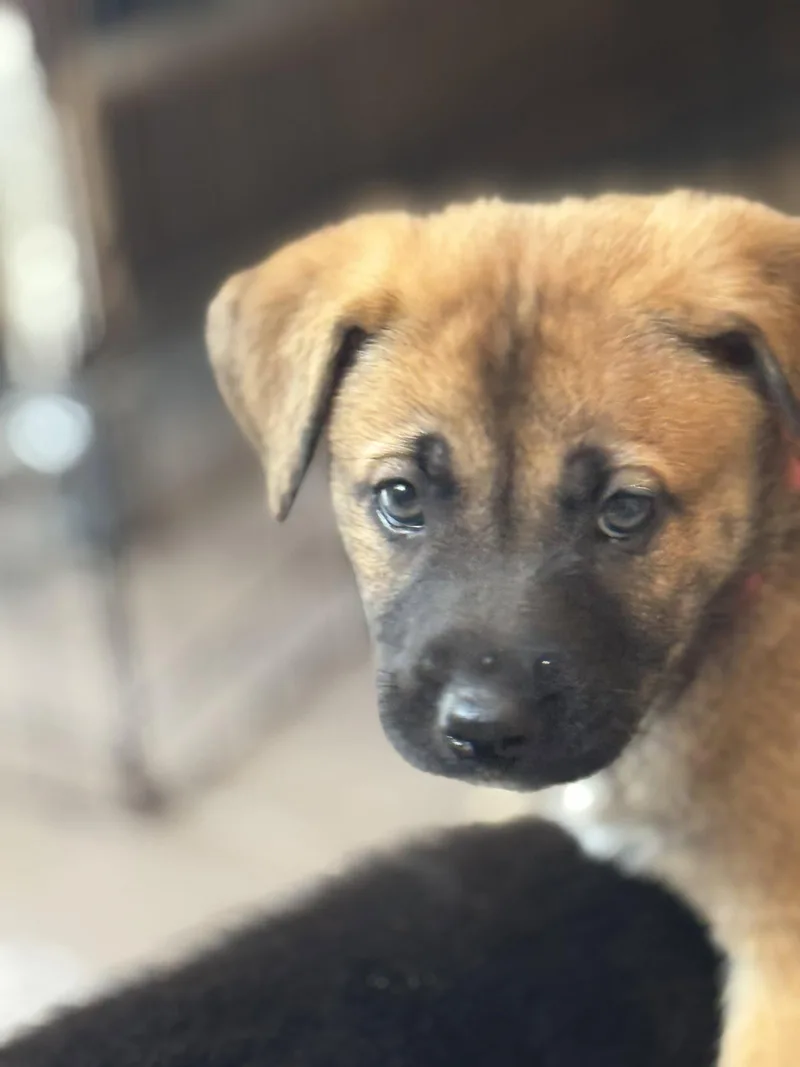 Rosie's Puppy Blossom thumbnail 2