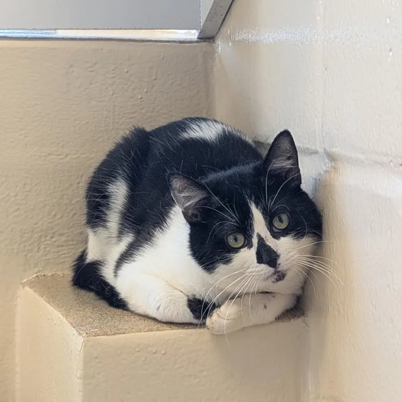 An adult medium-sized male Black Domestic Short Hair cat named New Castle for adoption in Birdsboro, PA