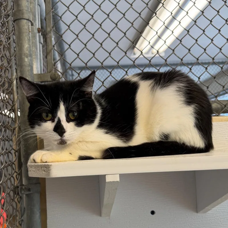 New Castle thumbnail 2