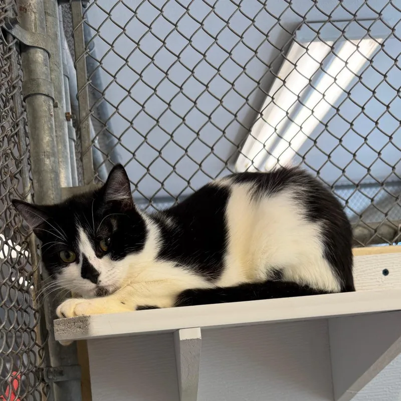 New Castle thumbnail 3