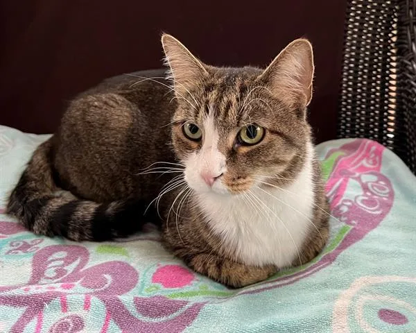 A senior large-sized male Tabby (Brown / Chocolate) Domestic Short Hair cat named Cowboy for adoption in Raleigh, NC
