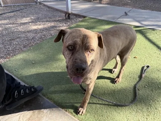 An adult large-sized female Mastiff dog named Lu Lu for adoption in Phoenix, AZ