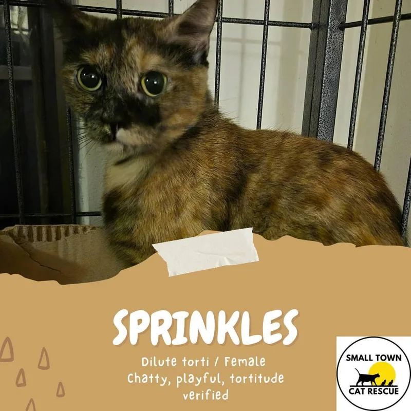 A young medium-sized female Domestic Short Hair cat named Sprinkles for adoption in Clymer, PA