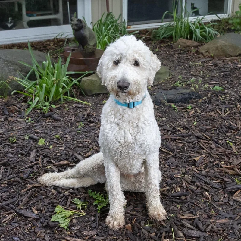 An adult medium-sized male White / Cream Poodle dog named Ralphie for adoption in McKean, PA