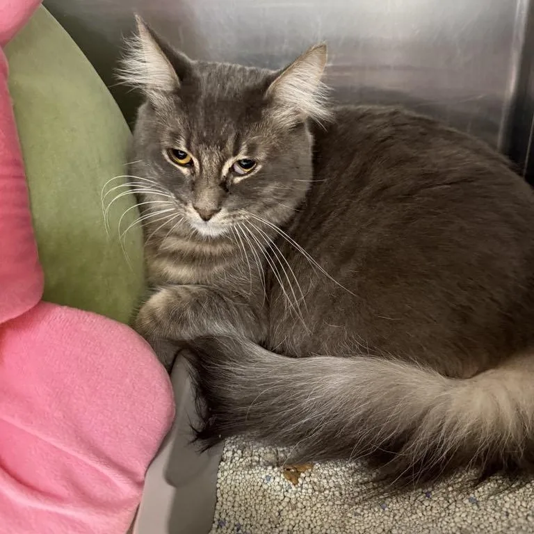 A young large-sized male Tabby (Gray / Blue / Silver) Domestic Medium Hair cat named Ash for adoption in Antioch, CA