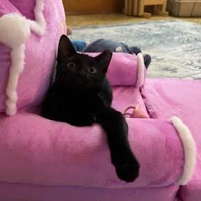 A baby small-sized female Black Domestic Short Hair cat named Chai for adoption in LITTLE MOUNTAIN, SC
