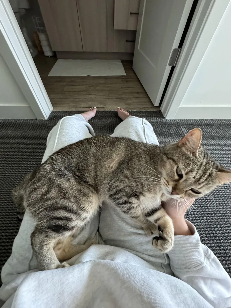 An adult small-sized female Domestic Short Hair cat named Ava for adoption in Columbus, OH