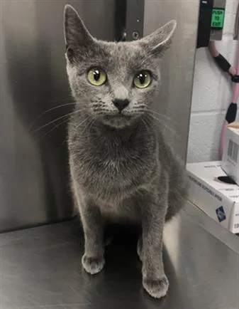 An adult small-sized female Manx cat named Mystic Jr for adoption in Hagerstown, MD
