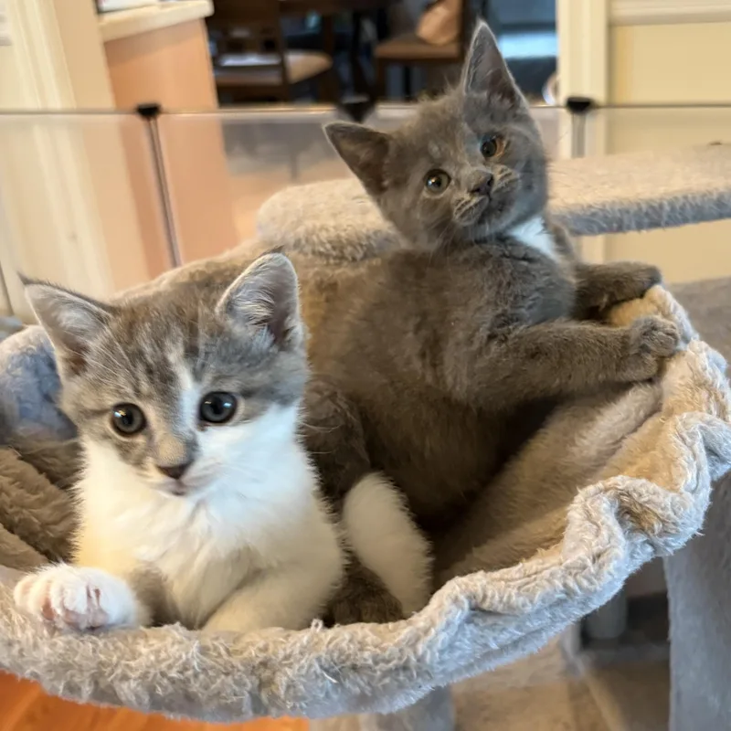 A baby medium-sized male Domestic Short Hair cat named Frankie for adoption in Lemoyne, PA