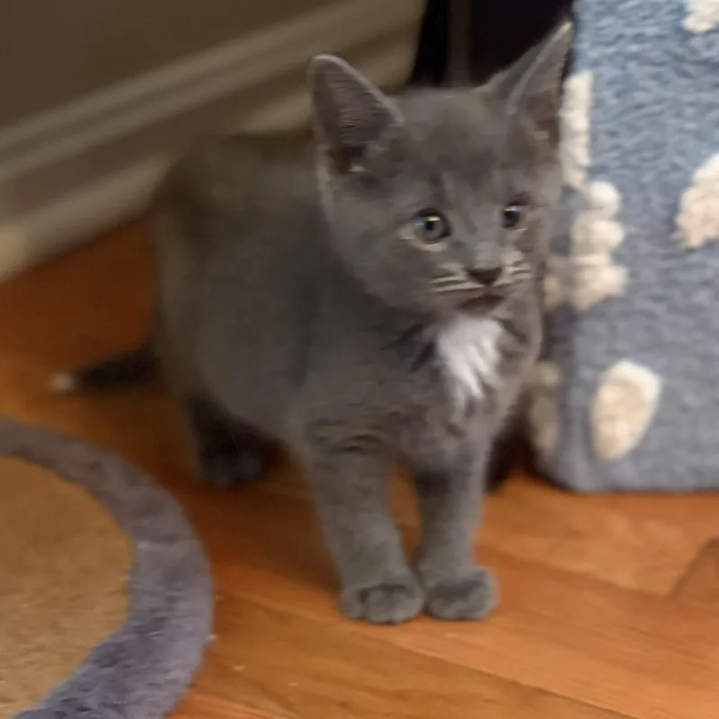 Frankie thumbnail 2