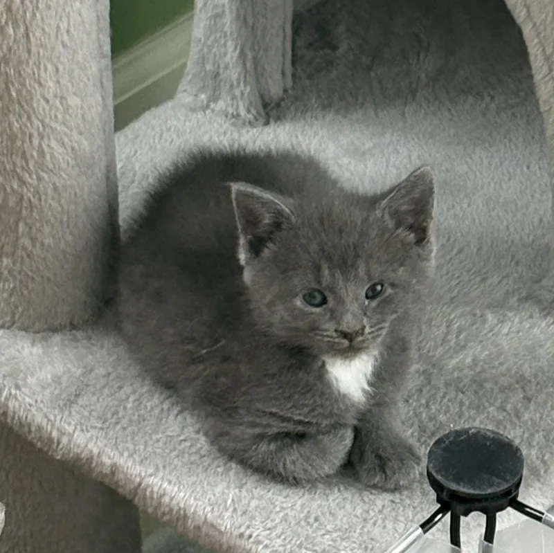Frankie thumbnail 6