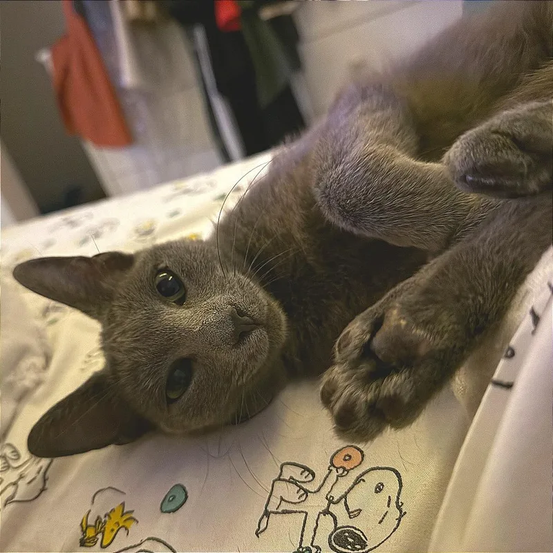 An adult medium-sized female Domestic Short Hair cat named Willow Gray for adoption in Austin, TX