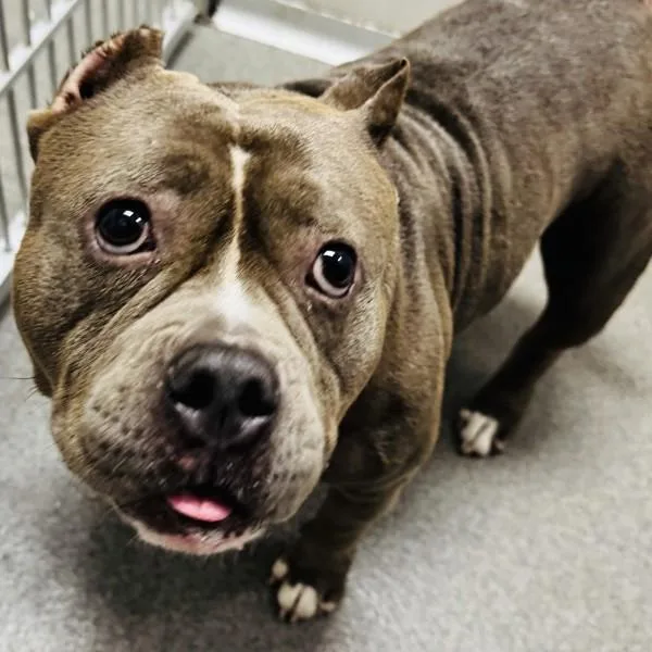 An adult medium-sized female Pit Bull Terrier dog named Luci for adoption in Des Moines, IA
