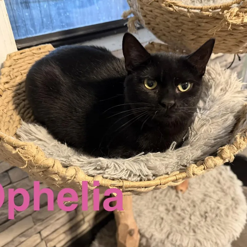 An adult small-sized female Domestic Short Hair cat named Ophelia for adoption in Sequatchie, TN