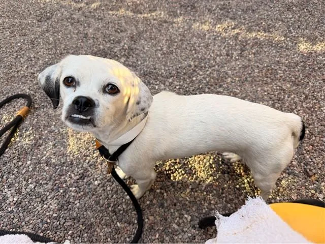 An adult small-sized female Chihuahua dog named Agnes for adoption in Mesa, AZ
