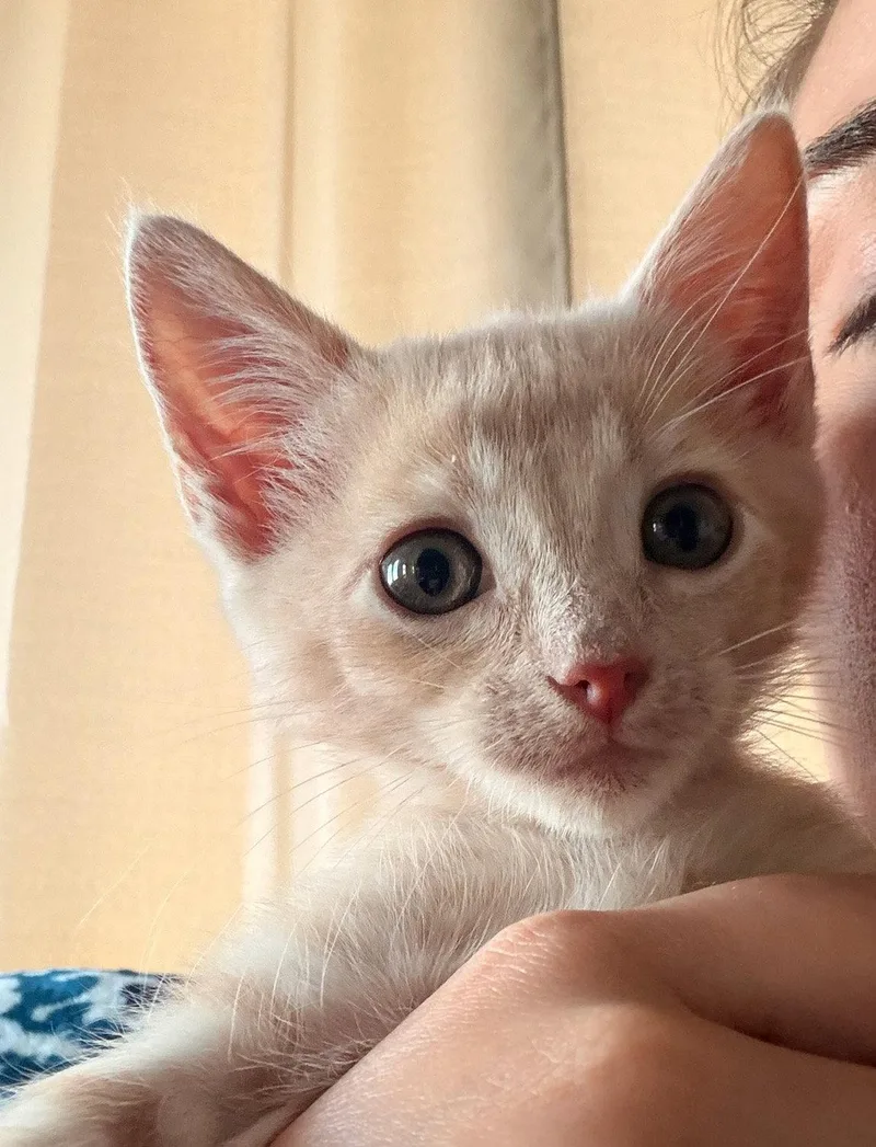 A baby small-sized male American Shorthair cat named Joon for adoption in Walnut Creek, CA