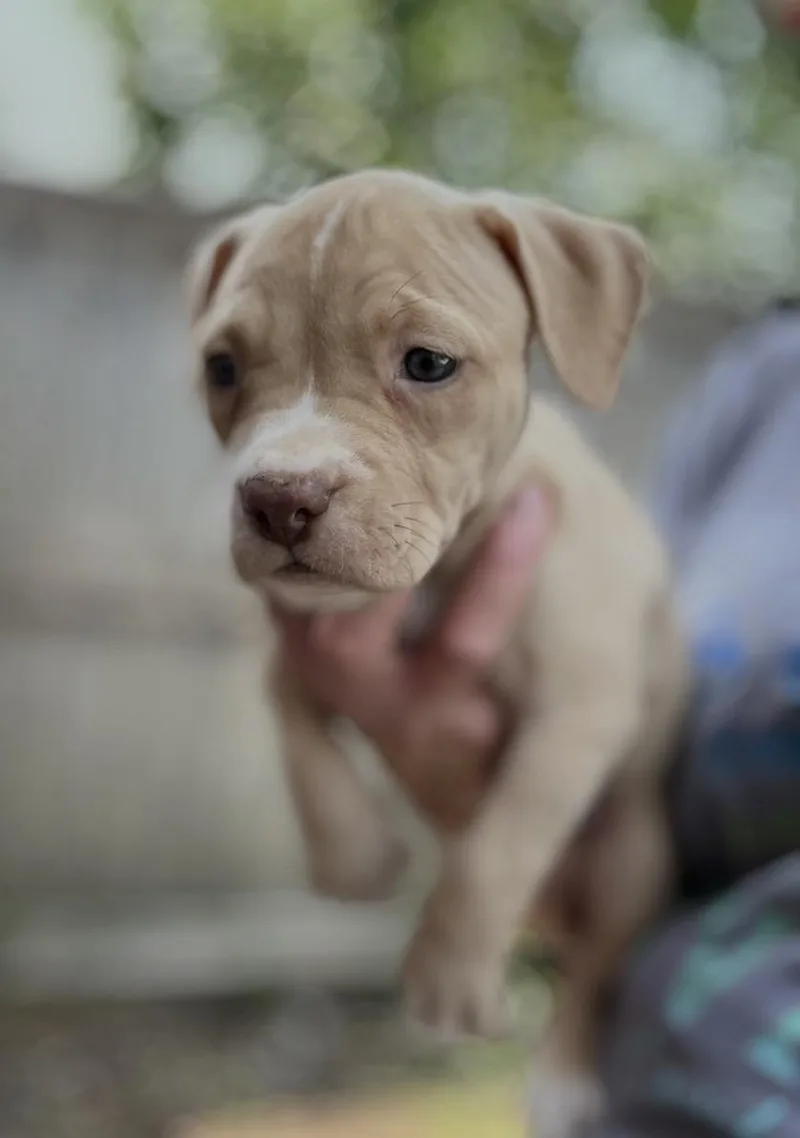 A baby medium-sized female Yellow / Tan / Blond / Fawn American Staffordshire Terrier dog named Cupcake for adoption in Wonder Lake, IL