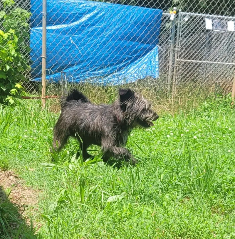 A young small-sized male Terrier dog named Smokey for adoption in Lawrenceburg, TN