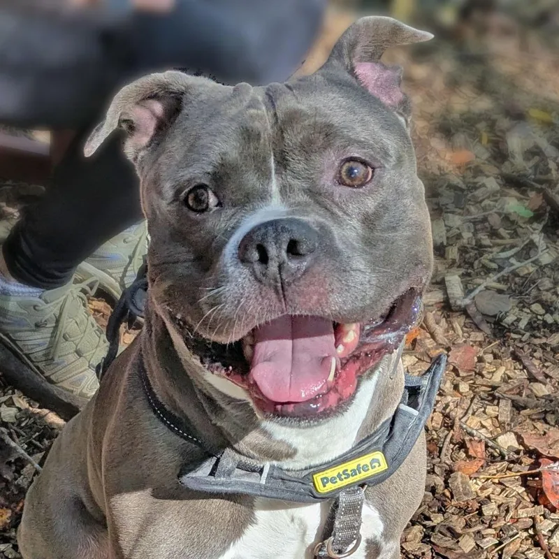 An adult large-sized male Gray / Blue / Silver Pit Bull Terrier dog named Kyro for adoption in Charlottesville, VA