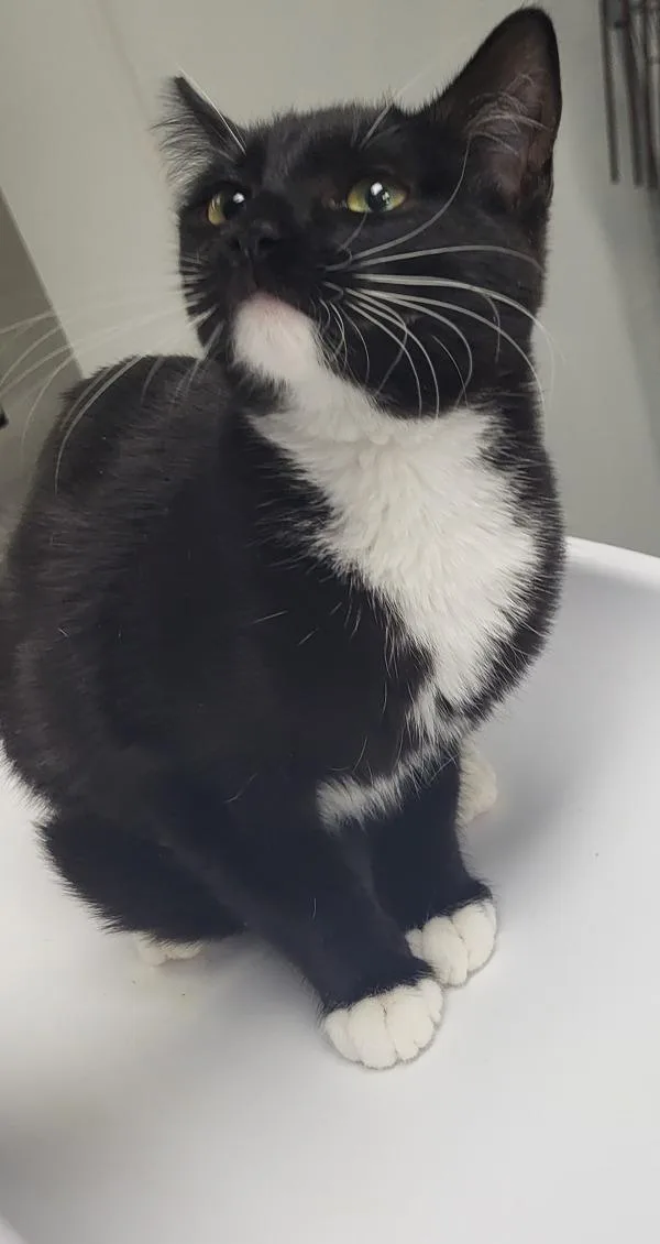 A baby small-sized female Domestic Short Hair cat named Pen  Arlene for adoption in Lawrenceville, GA