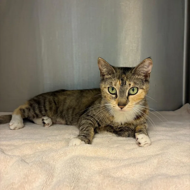A young medium-sized female Brown / Chocolate Domestic Short Hair cat named Cola for adoption in Englewood, FL