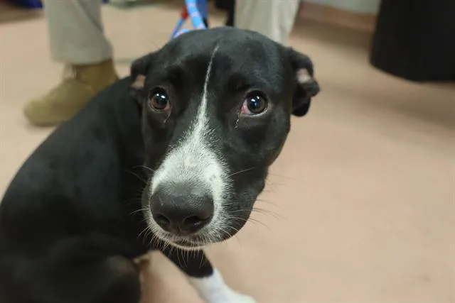 A young large-sized female Mixed Breed dog named River for adoption in Columbia, SC