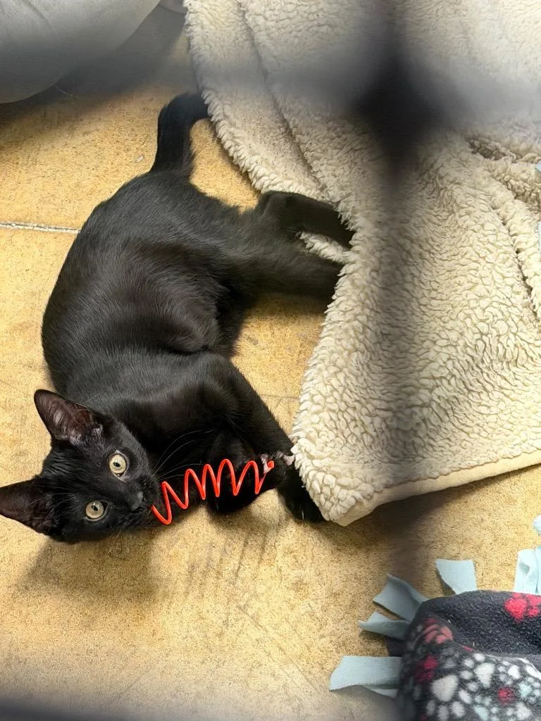 Wild Man thumbnail 2