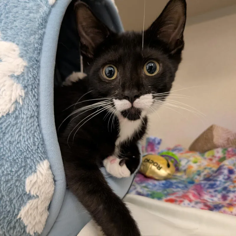 A baby small-sized male Black Domestic Short Hair cat named Gilbert for adoption in Wantagh, NY