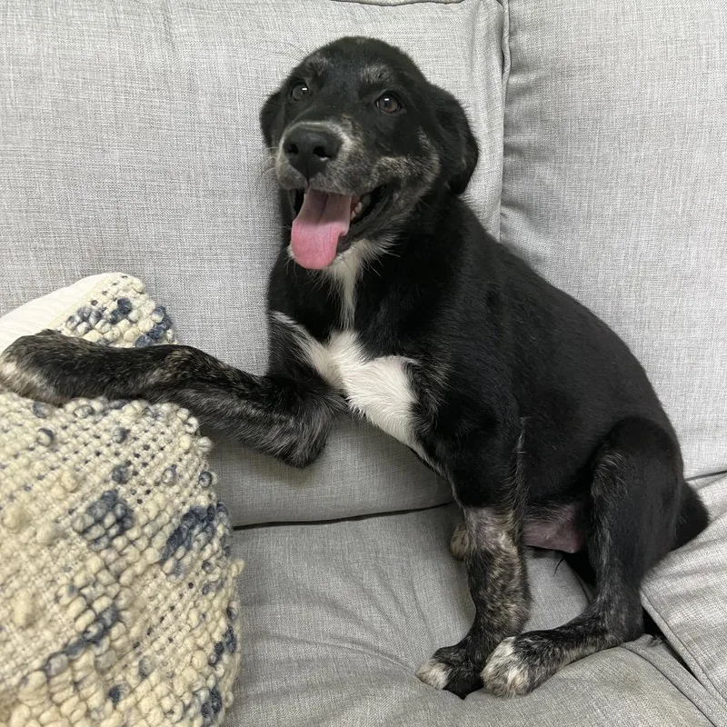 A baby medium-sized female Black Mixed Breed dog named Aja for adoption in Brownsboro, AL