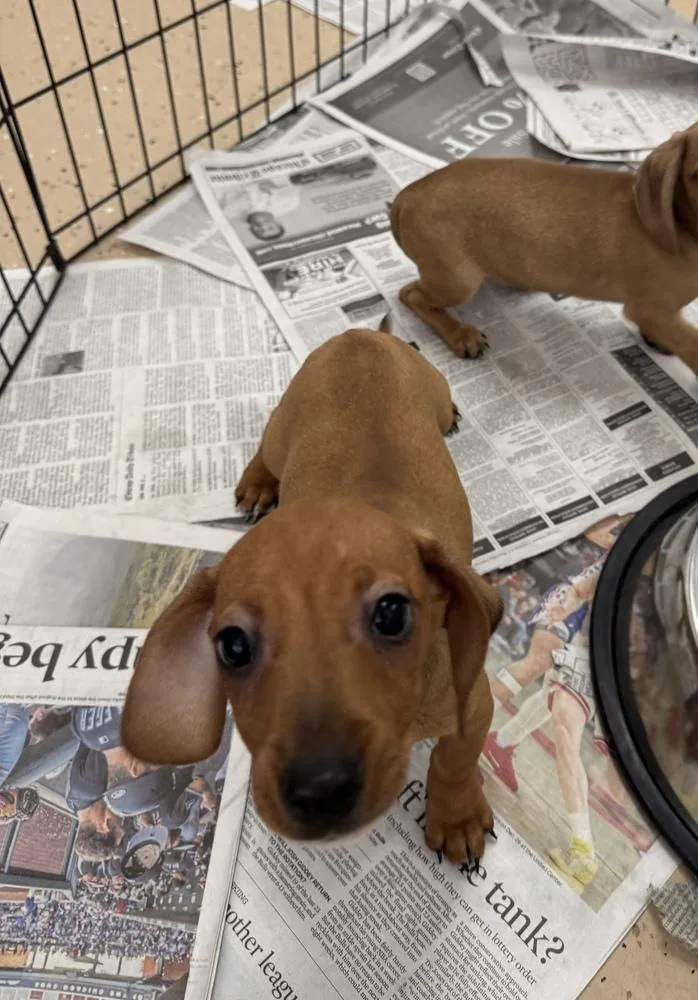 Nicky Mondrich thumbnail 2