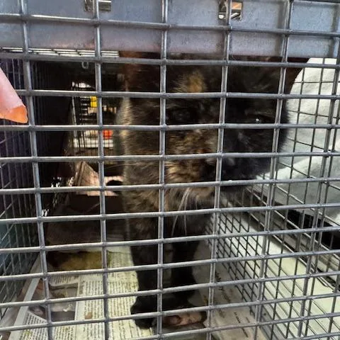 An adult medium-sized female Tortoiseshell Domestic Short Hair cat named Guinevere for adoption in Abingdon, MD