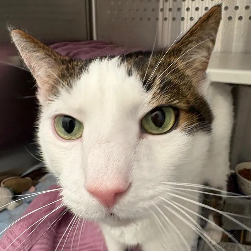A senior large-sized male White Domestic Short Hair cat named Polo for adoption in Pittsburgh, PA