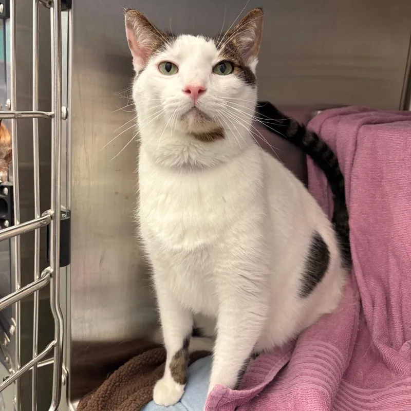 Polo thumbnail 2