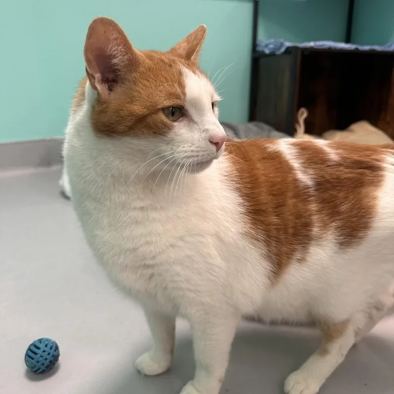 A senior small-sized male Orange / Red Domestic Short Hair cat named Lemony for adoption in Boston, MA