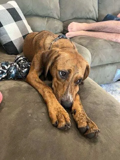 Garbanzo Bean thumbnail 4