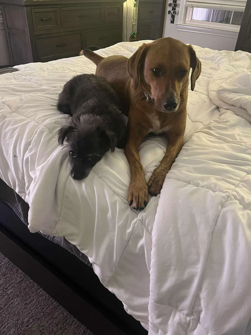 Garbanzo Bean thumbnail 5