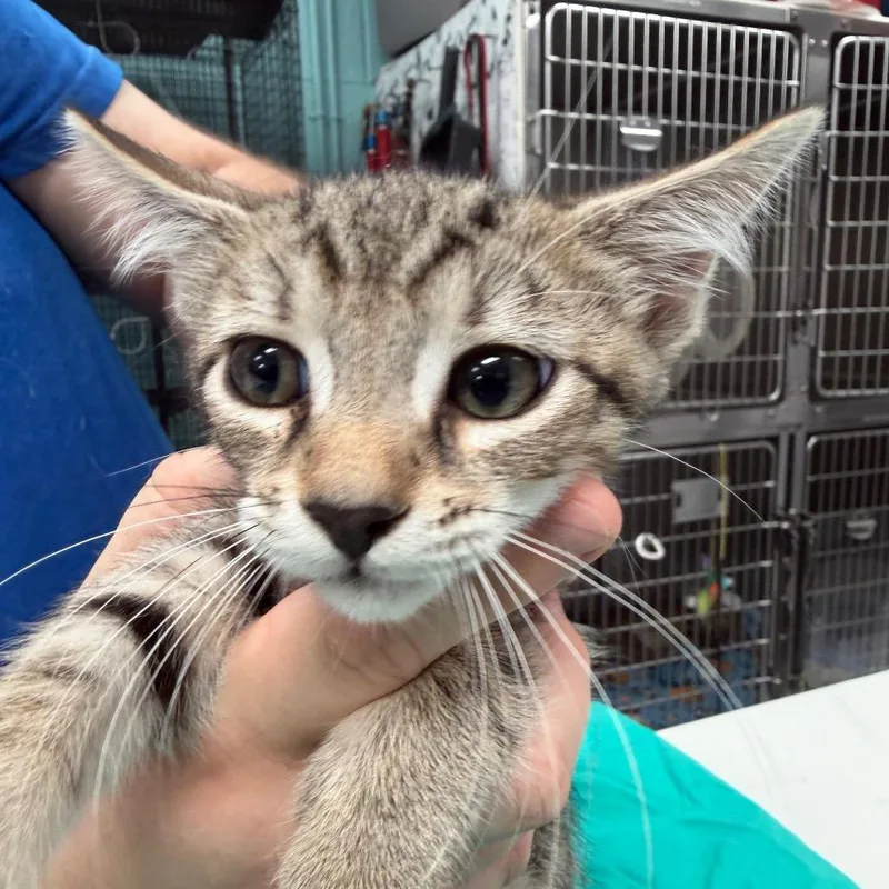 A baby small-sized male Brown / Chocolate Domestic Short Hair cat named Four for adoption in Port Charlotte, FL