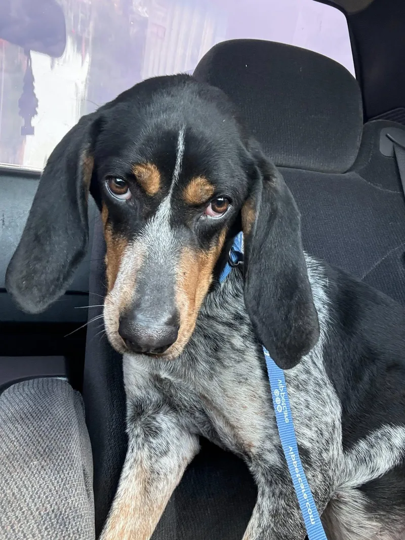 An adult large-sized female Bluetick Coonhound dog named Lottie for adoption in Little Chute, WI