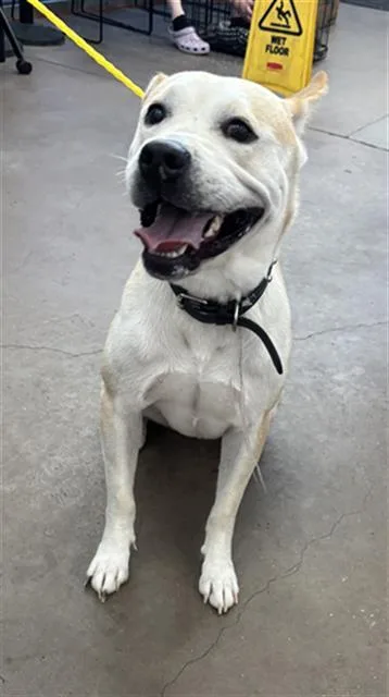 An adult large-sized male Mixed Breed dog named Goldie for adoption in Dallas, TX