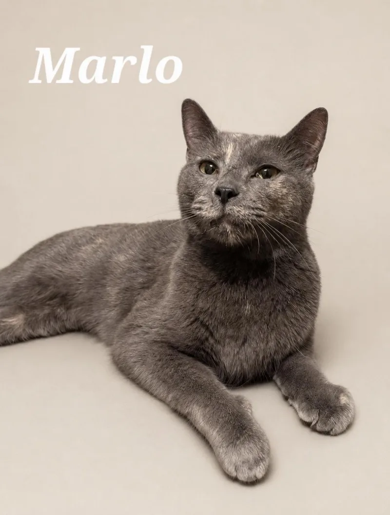 A young medium-sized female Dilute Tortoiseshell cat named Marlo for adoption in Monroeville, PA