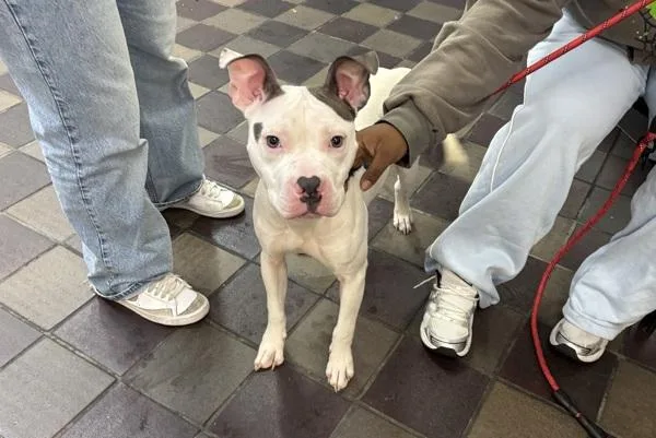 A young medium-sized male Mixed Breed dog named Rolo for adoption in New York, NY