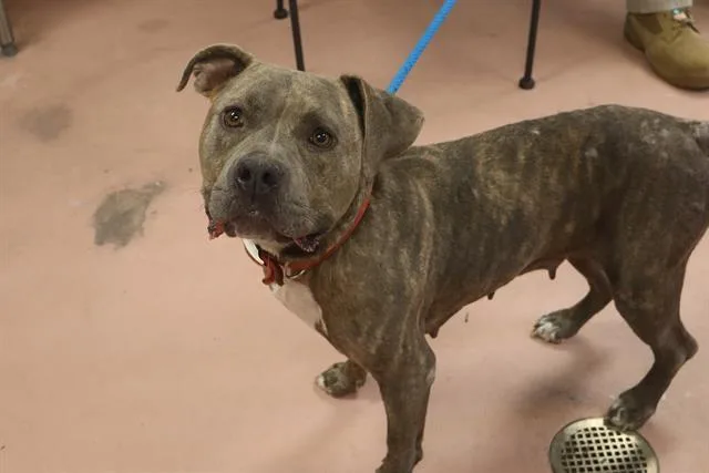 An adult large-sized female Mixed Breed dog named Helena for adoption in Columbia, SC