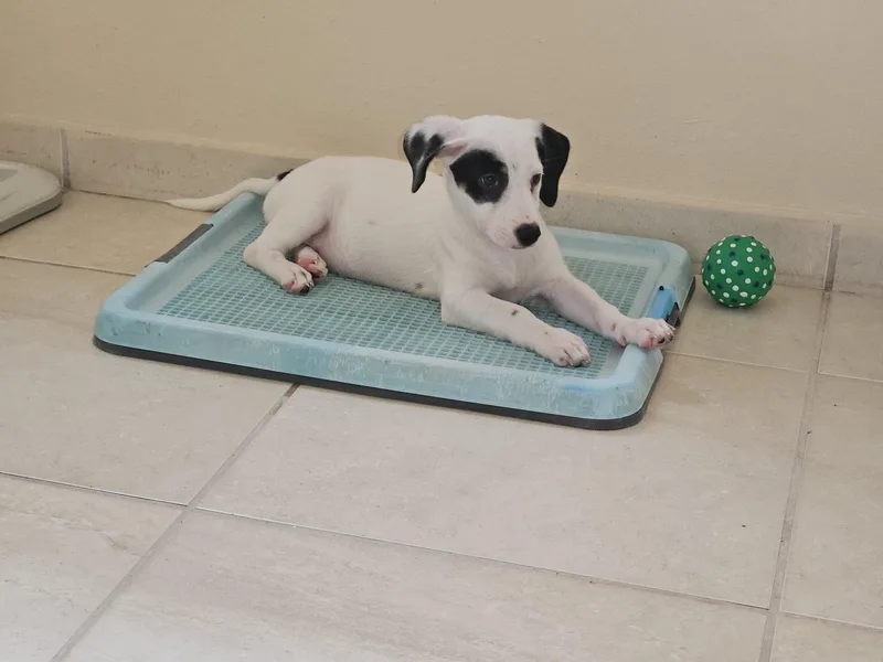 A baby medium-sized female White / Cream Jack Russell Terrier dog named Dottie Delight for adoption in Andover, MA