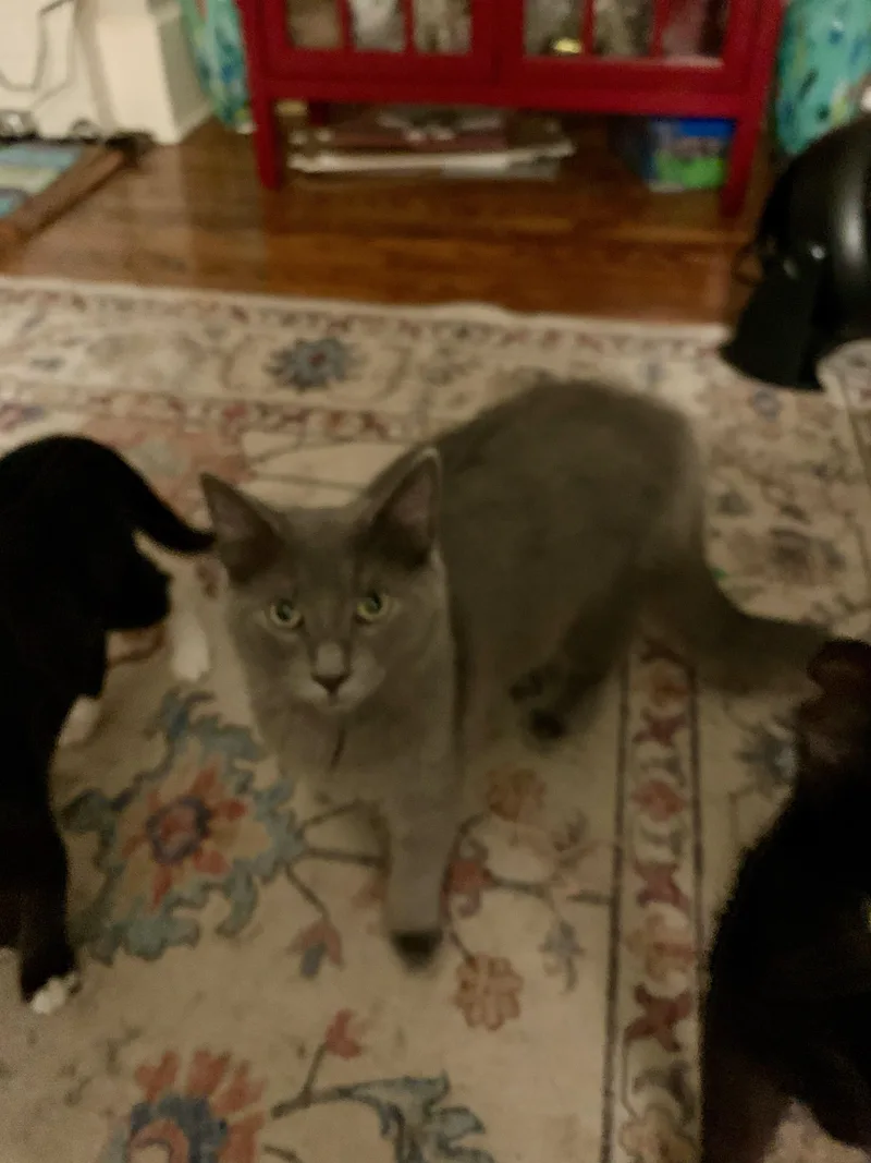 Huckleberry thumbnail 2