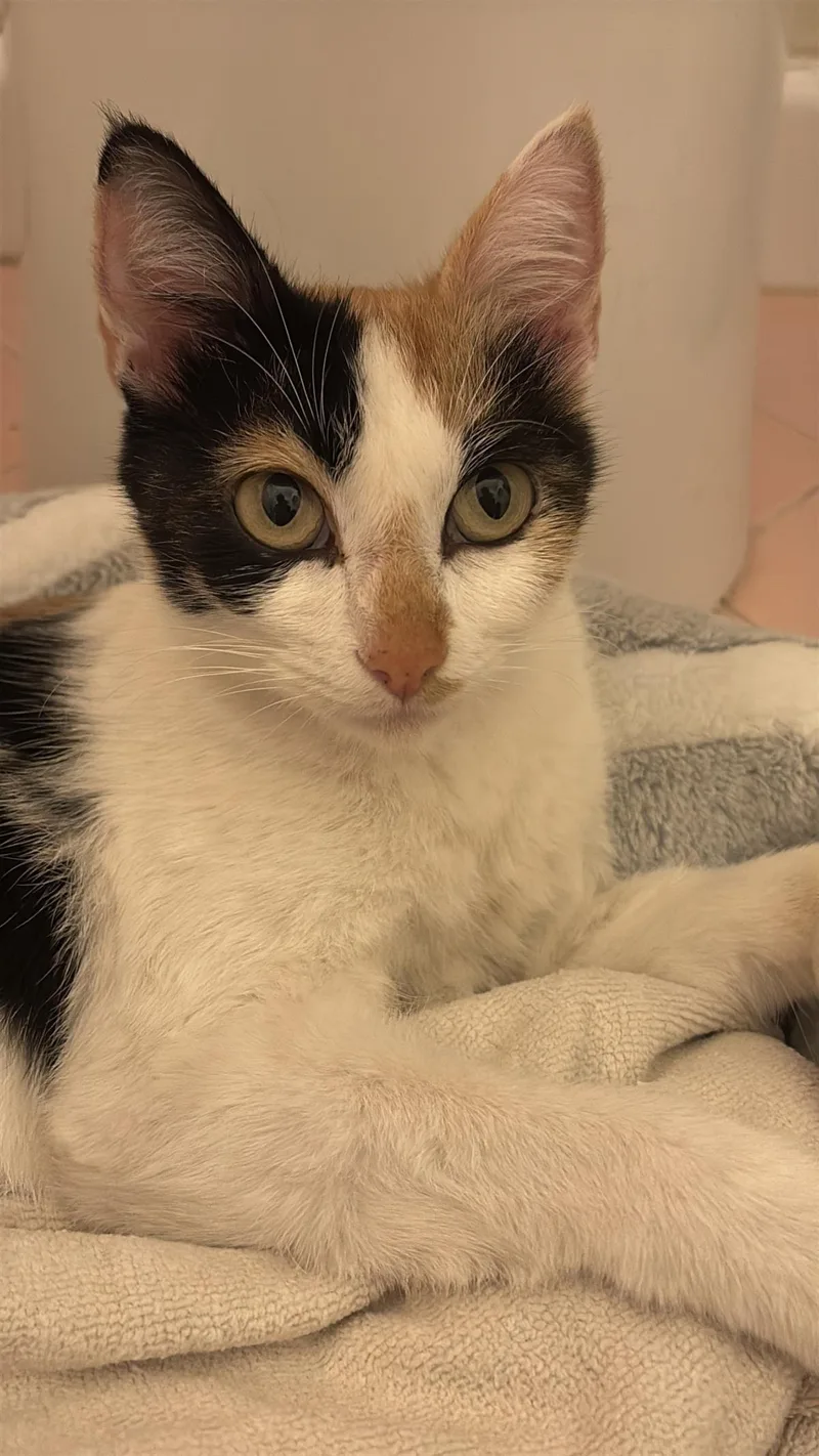 A young medium-sized female Domestic Short Hair cat named Honey for adoption in La Jolla, CA