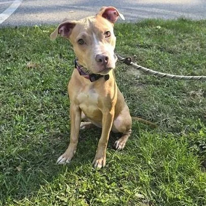 A young medium-sized female Yellow / Tan / Blond / Fawn Pit Bull Terrier dog named Coraline for adoption in Prince Frederick, MD